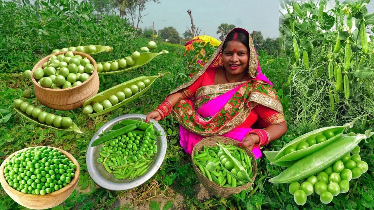 ताज़ा हरे मटर की दाल यूपी स्टाइल मटर का निमोना बनाने की विधि Hare Matar ki Dal UP Style Matar Nimona