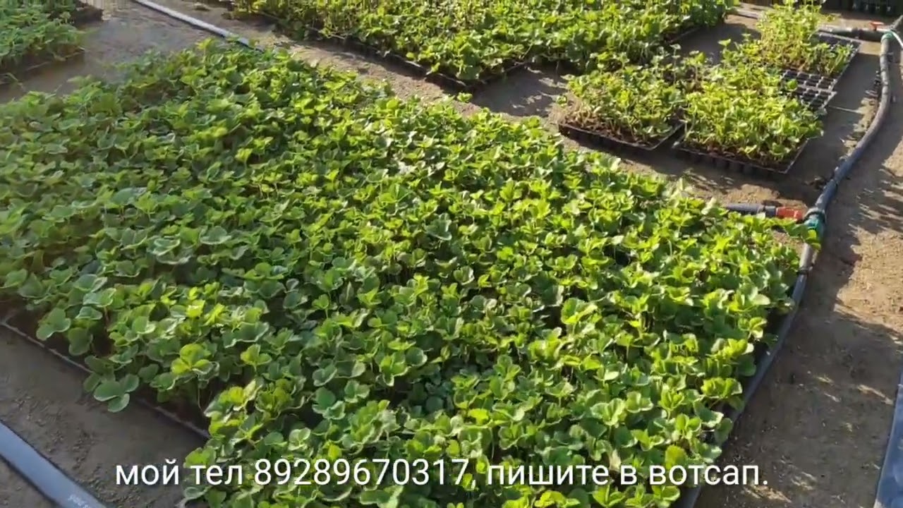 Кассетная рассада клубники