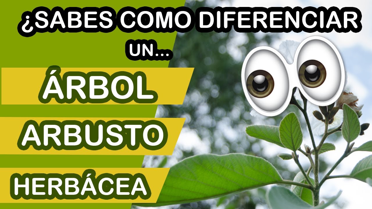 Como diferenciar entre un árbol, un arbusto y una herbácea