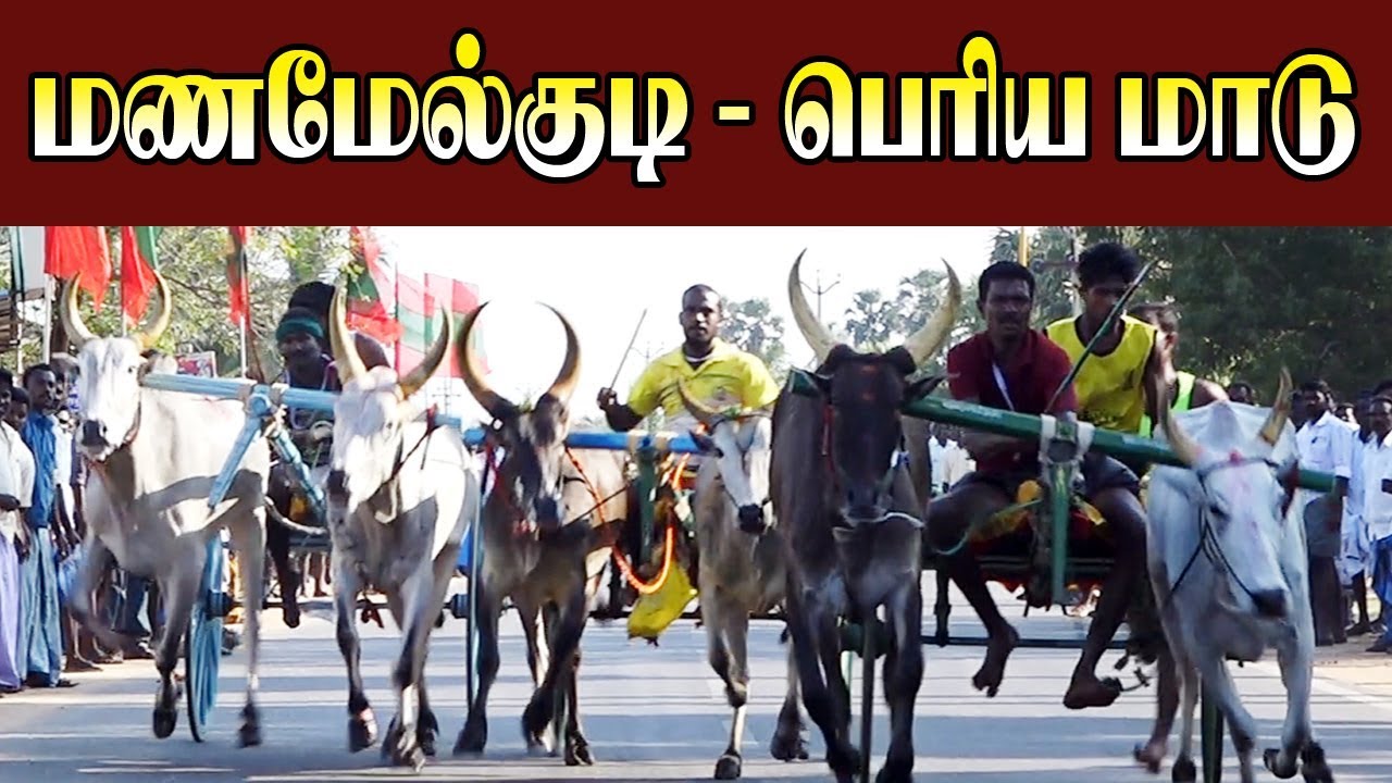மணமேல்குடி பெரியமாடு -16-02-2020-Manamelkudi Periyamadu Panthayam