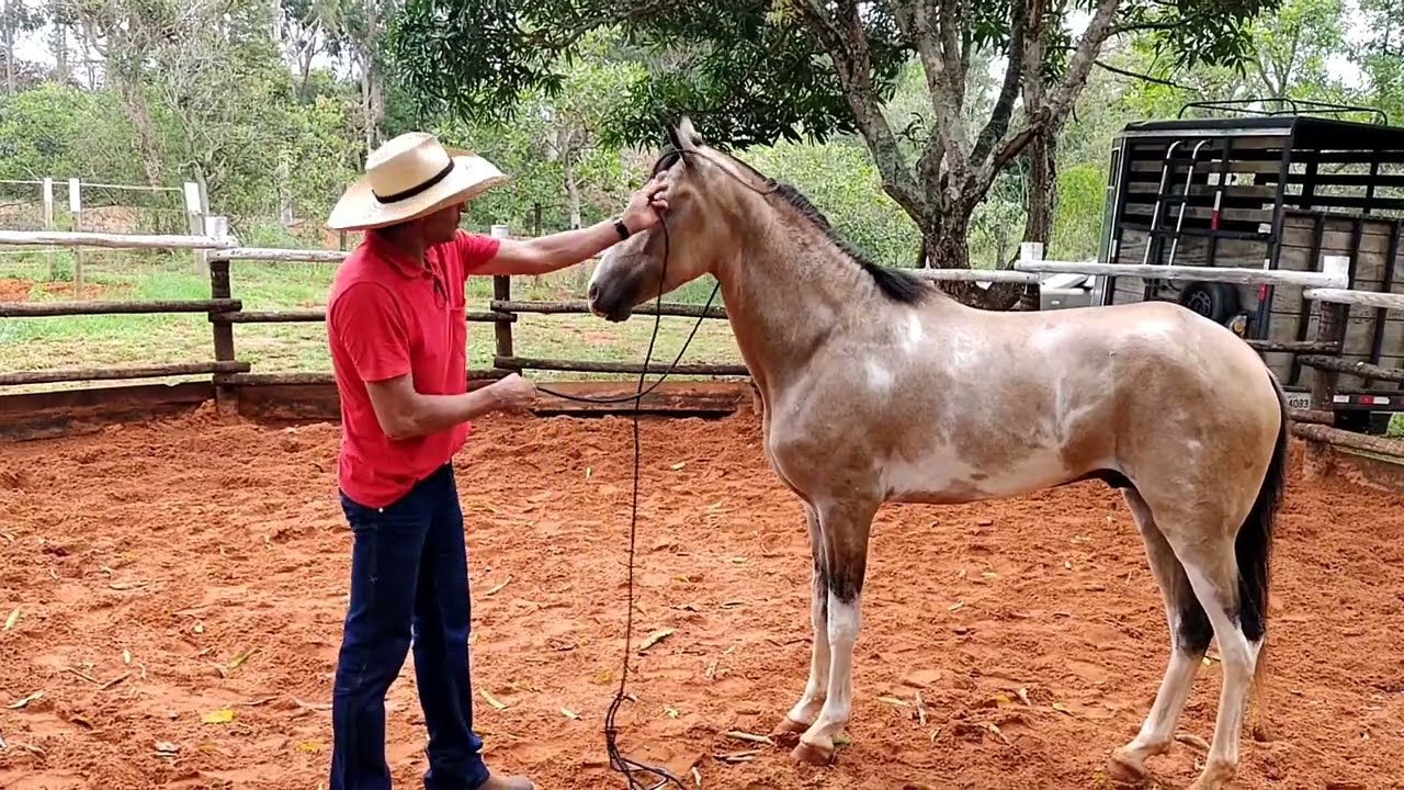 COMO ENCABRESTAR CAVALO COM NICA (SENSIBILIDADE) NA CABEÇA