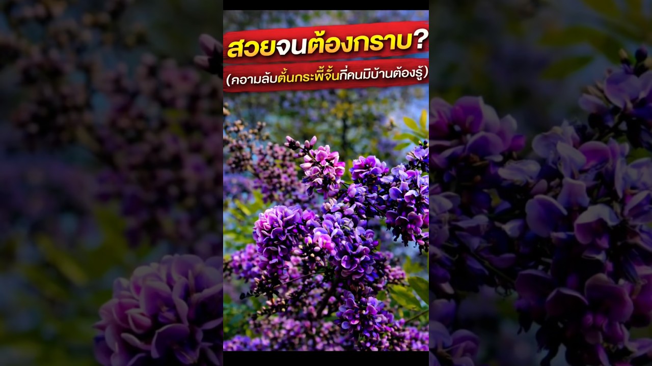 Ep.106 💜 กระพี้จั่น ไม้มงคลดอกสวยสะกดตา เสริมบารมีมั่งคั่ง Millettia brandisiana