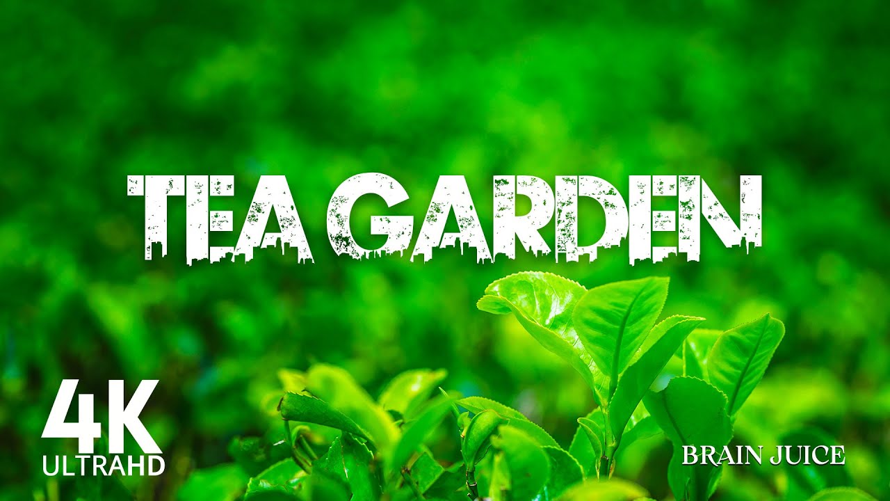 TEA GARDEN (4K UHD)- Relaxing Music, Peaceful Soothing Instrumental Music With 4K Video Ultra HD