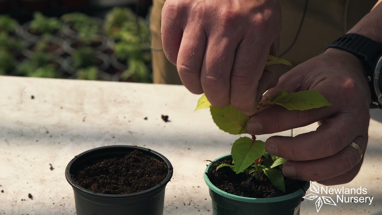 EP58 - How to stop Fuchsia's plus get a free plant #5MINUTEFRIDAY