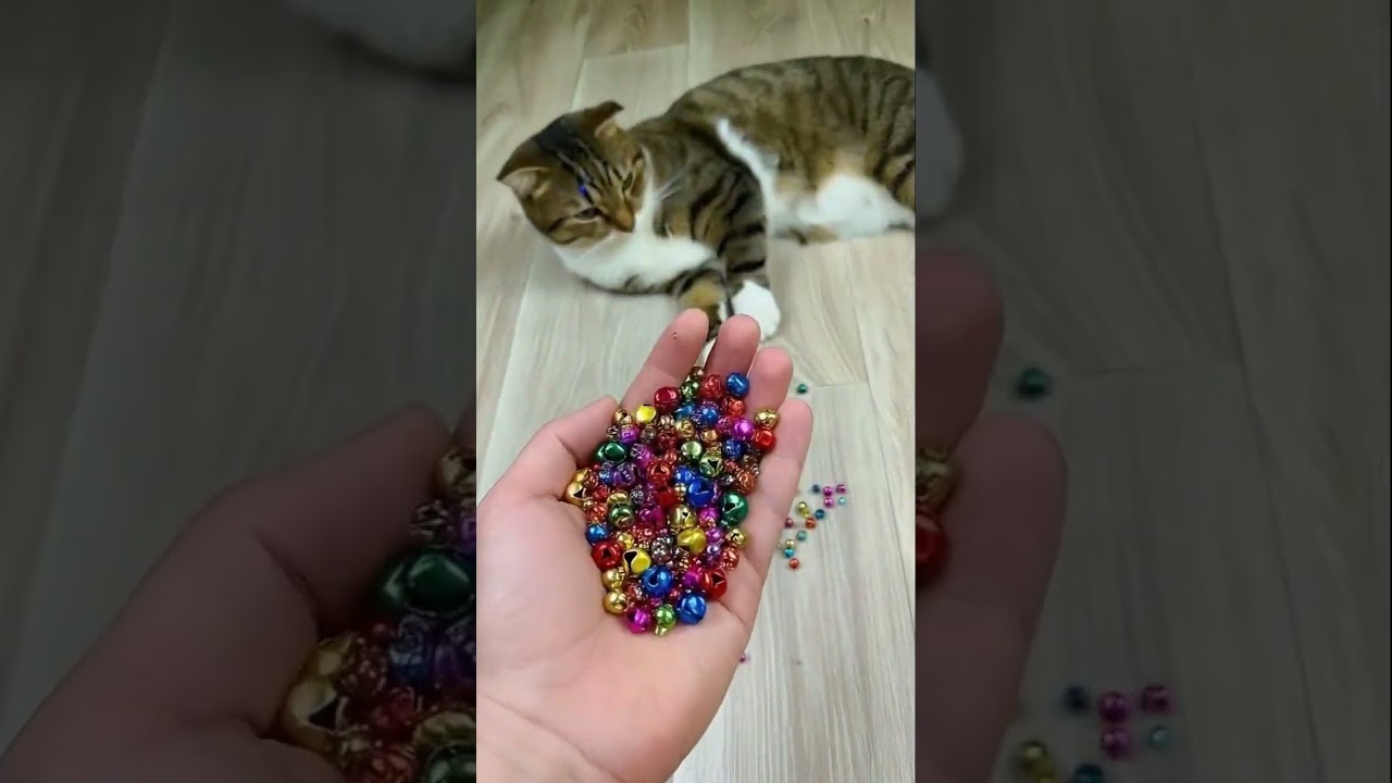 🐱🎈🌈 Cat Barsik Colorful Beads Magic | Reverse Video ❤