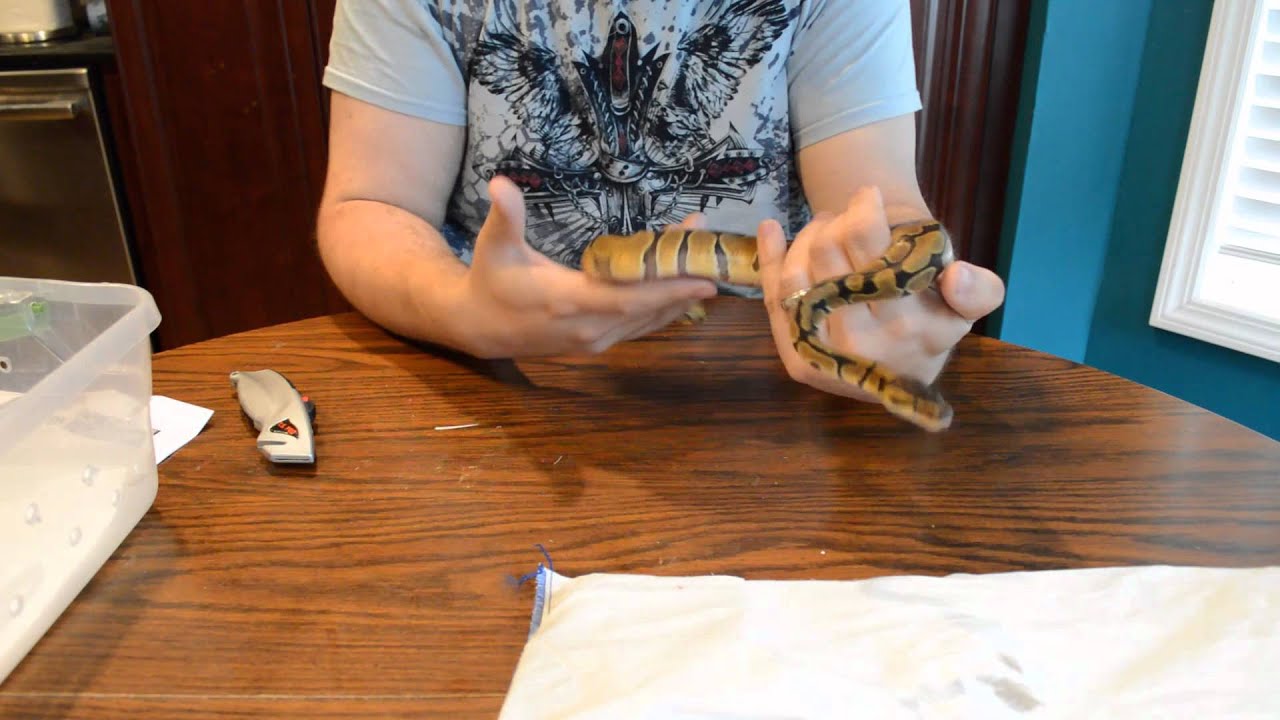 Enchi ball python unboxing