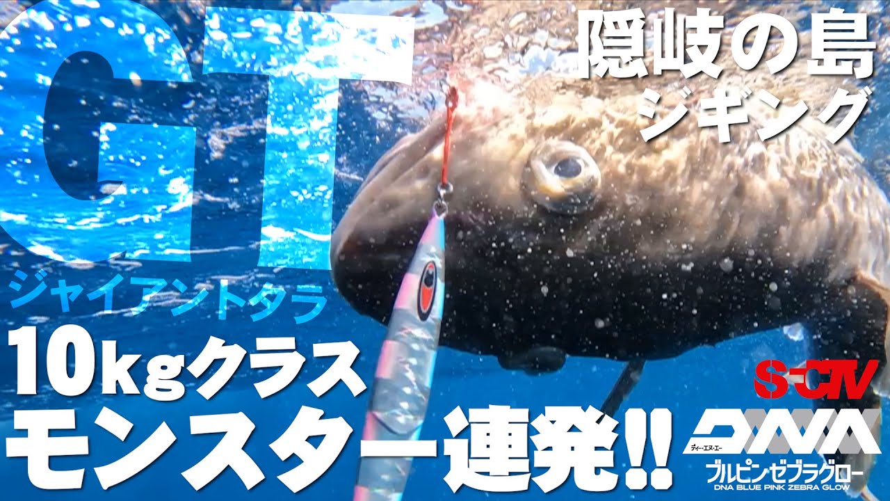 SFCTV  隠岐の島のマダラ