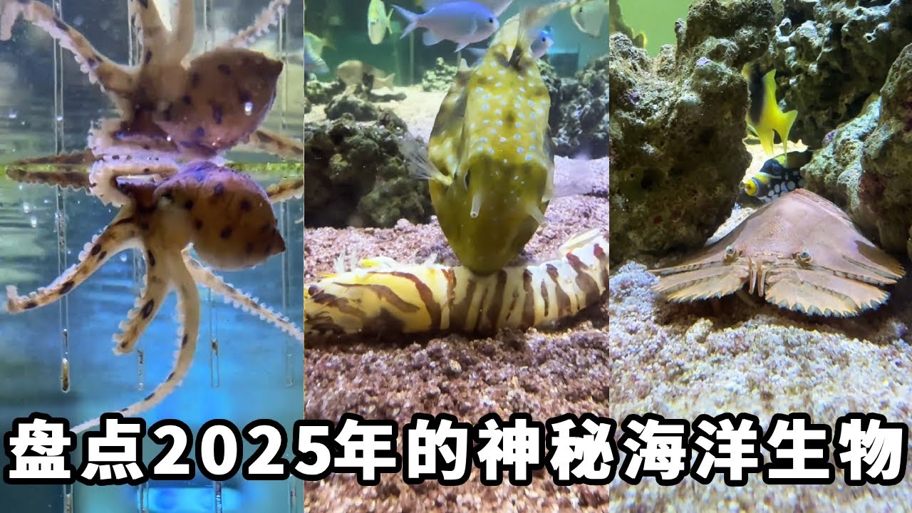 2025我都养了哪些神奇海洋生物！ #我和它的365件小事#万物可爱计划