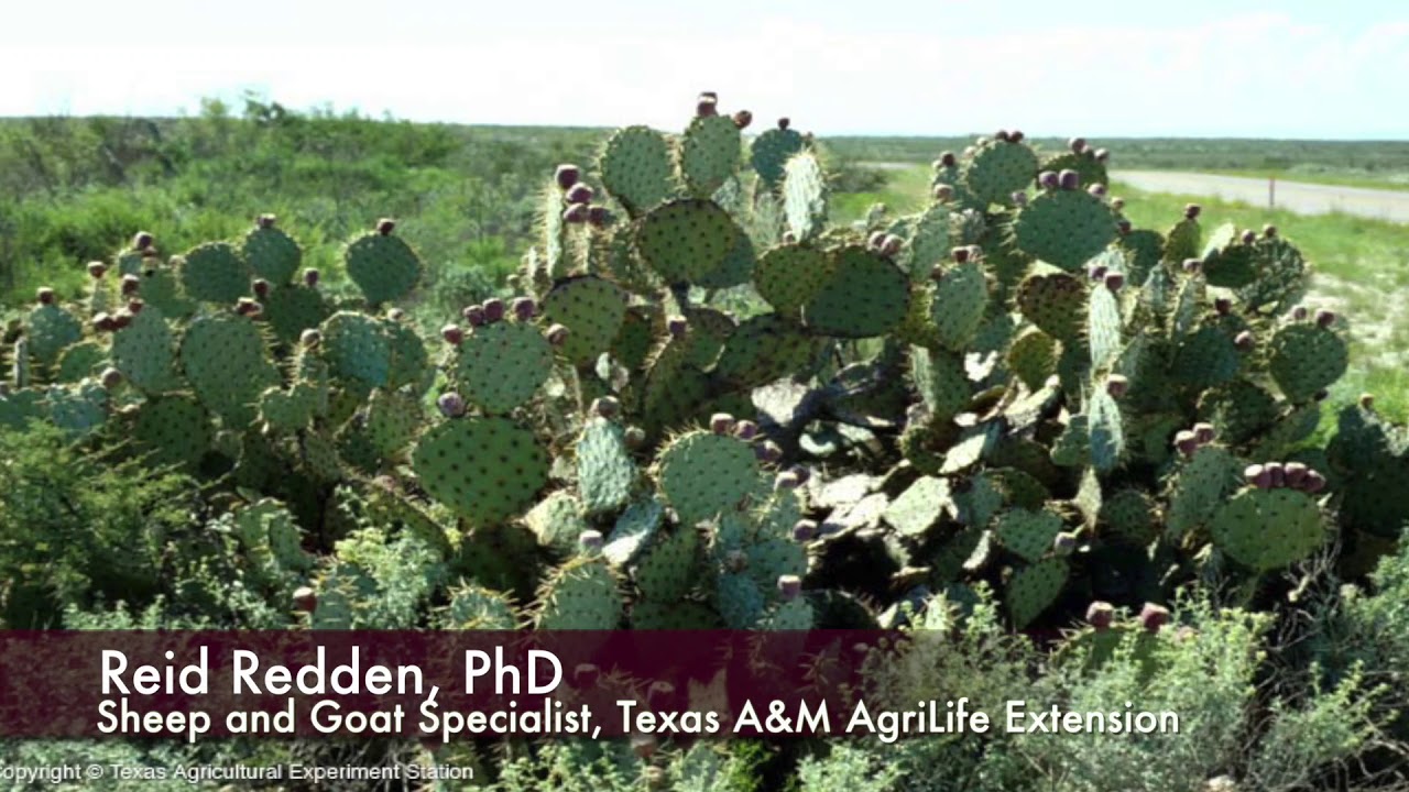 Reid Redden - Sheep & Goat - Prickly Pear Cactus and Mesquite