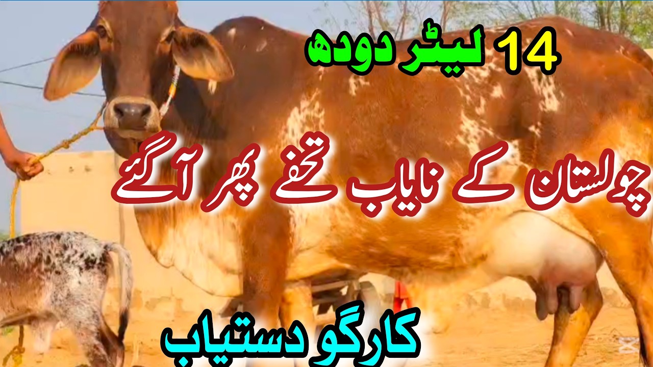 CHOLISATNI TOP QUALITY COWS FOR DAIRY FARMING IN PAKISTAN || PUNJAB BAHAWALNGER NEAR MADRASSA MANDI