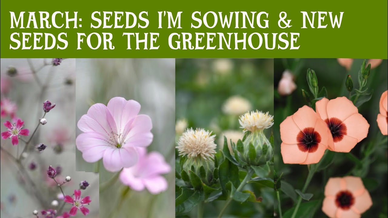 MARCH: what I am sowing in March so far, including some beautiful new seed varieties #cottagegarden