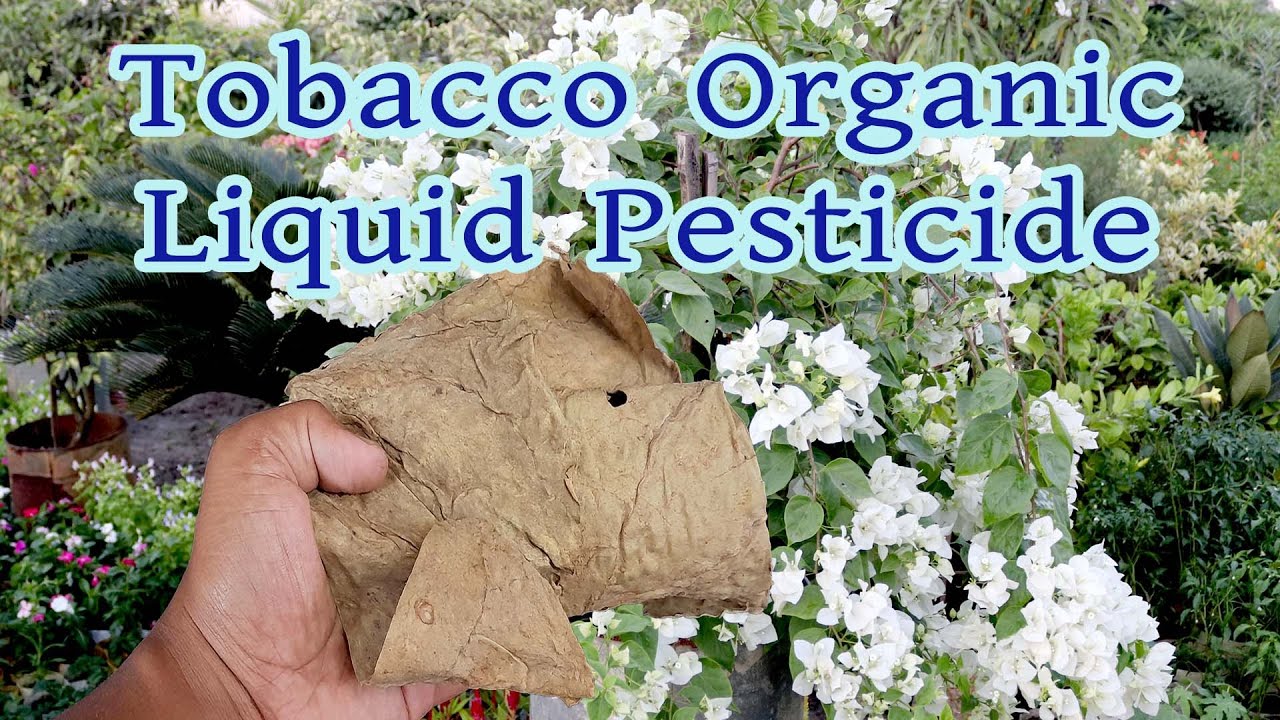 Tobacco Organic Liquid Pesticide|How To Make From Leafs At Home And Use In Gardening