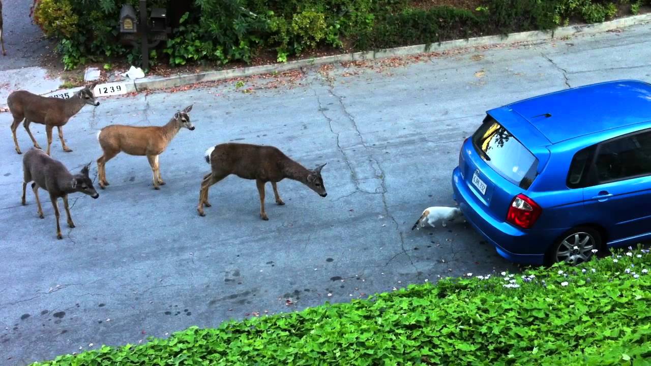 Cat vs. Deer (Without Music)