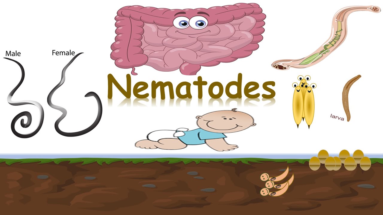 مقدمه ال Nematode