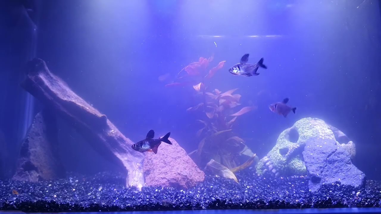 Relax, Study, or Sleep with This Aquarium View