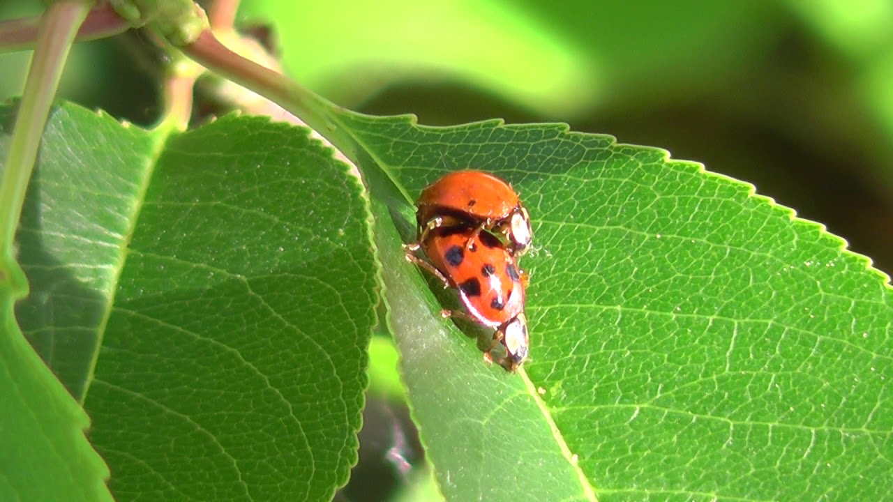 Natuurgebied  Beleven in Reusel.