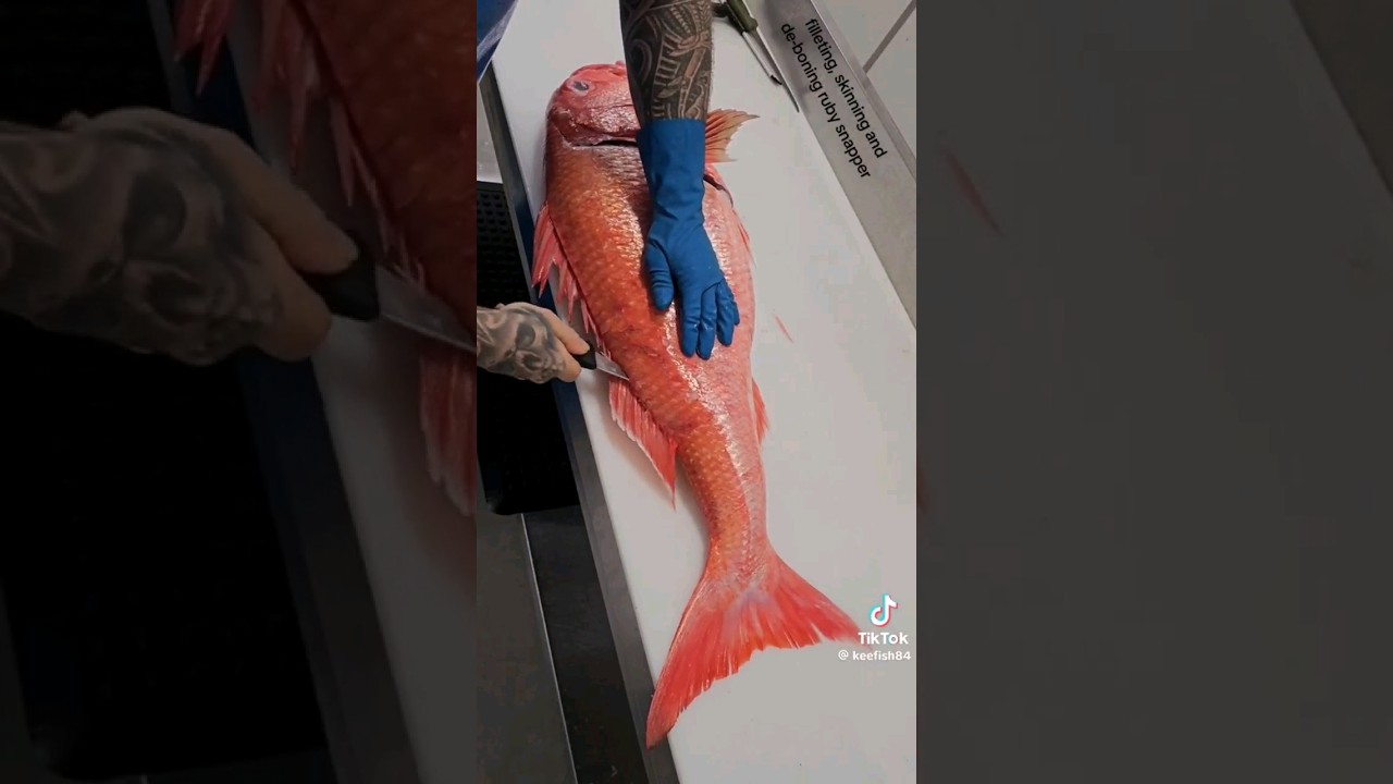 huge ruby snapper #shorts #youtubeshorts #usa #india #shorts