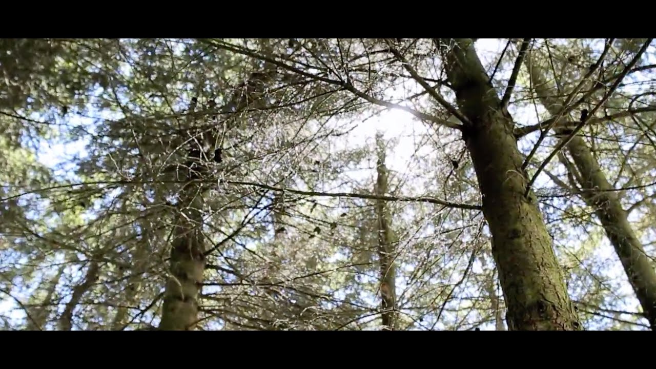 Forest Genetics Council of British Columbia – Protecting Forest Health for Future Generations