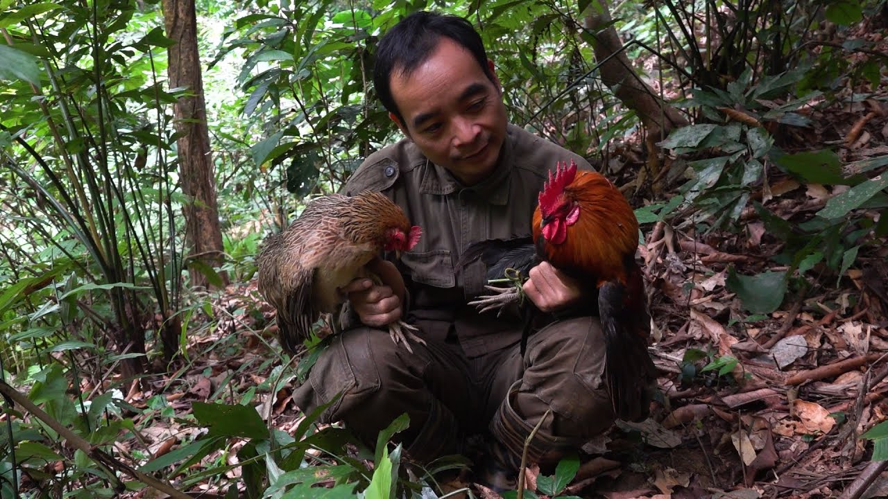 How to make wild chicken traps and set up tents by the stream | LIVING OFF THE GRID | Episode 21