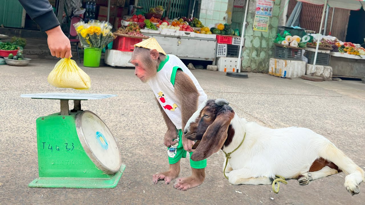 Super funny! Cutis take goat secretly steals a big bag of rice go market sell