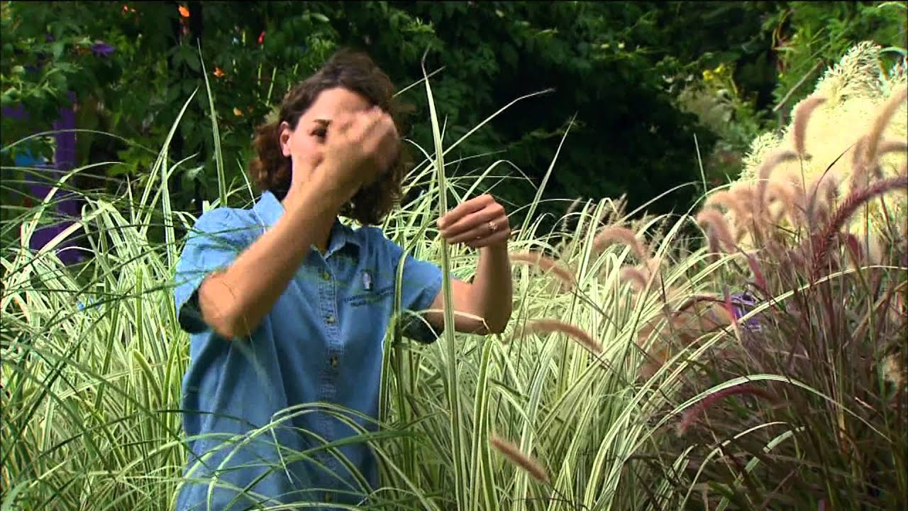 Blades and Plumes Garden: Miscanthus Cultivars