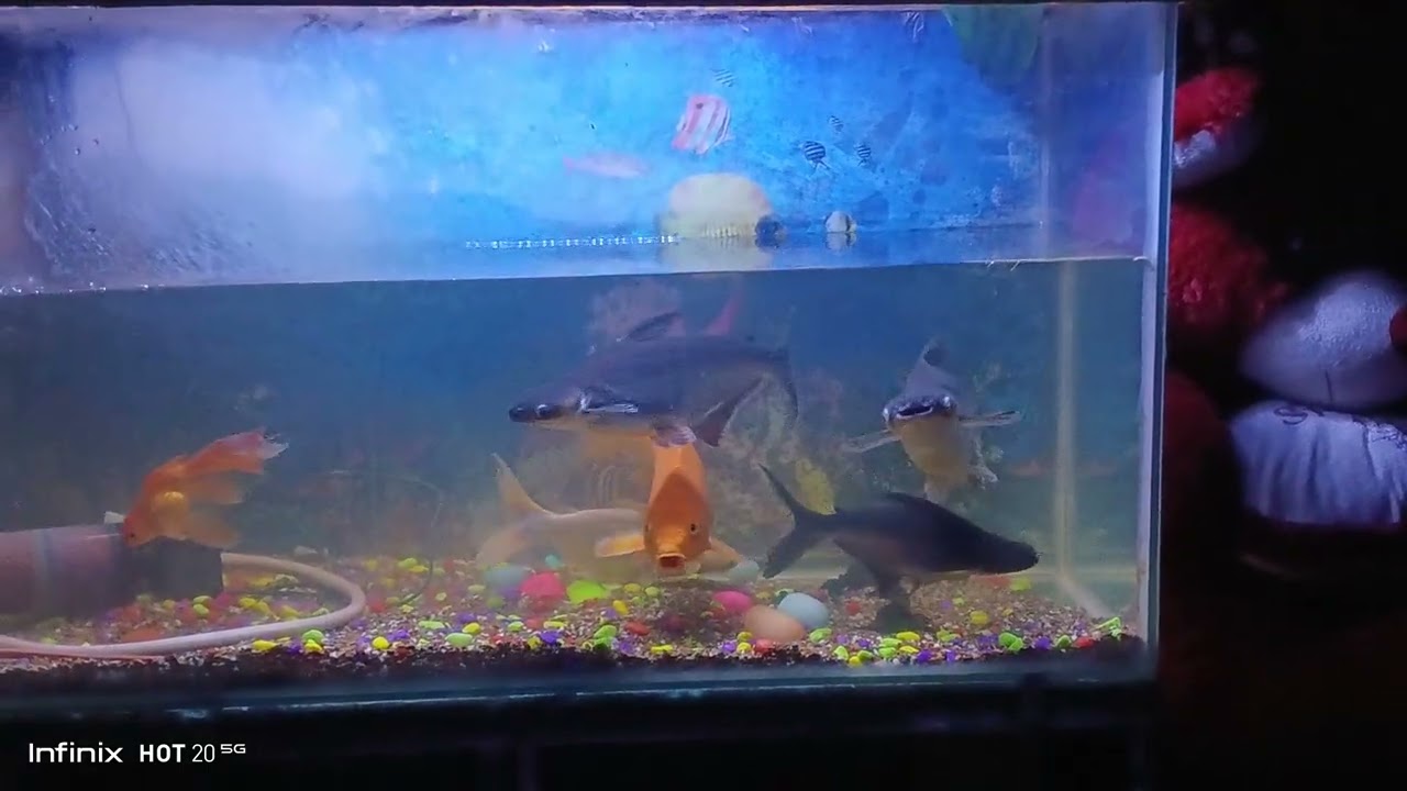 Mera fish Aquarium 😍