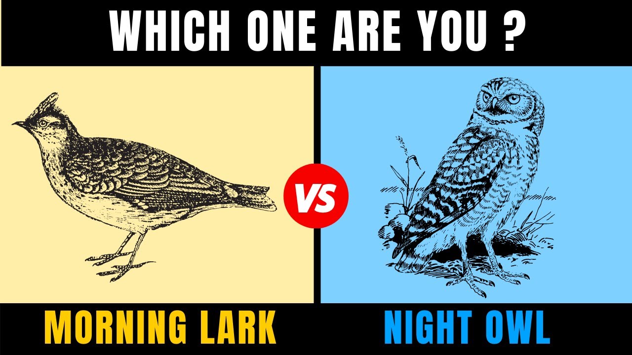15 Signs Whether You're a Morning Lark or Night Owl