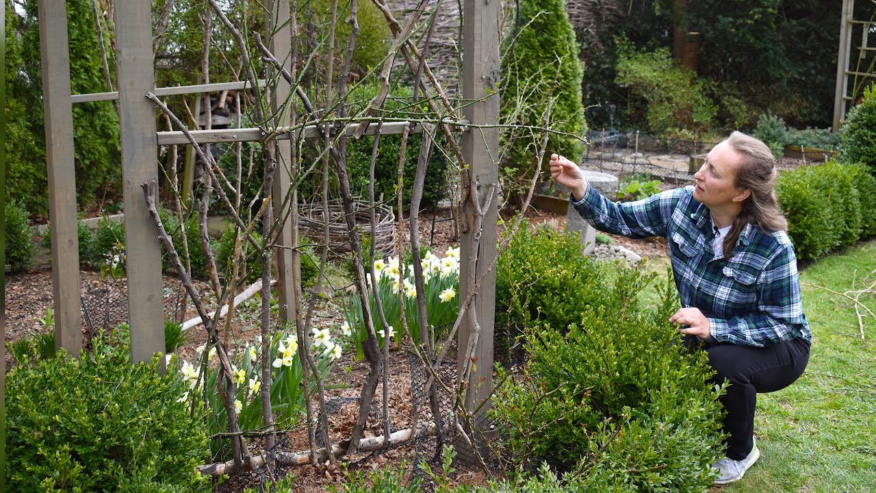 Pruning New Dawn Climbing Rose (Quiet time in the Garden)
