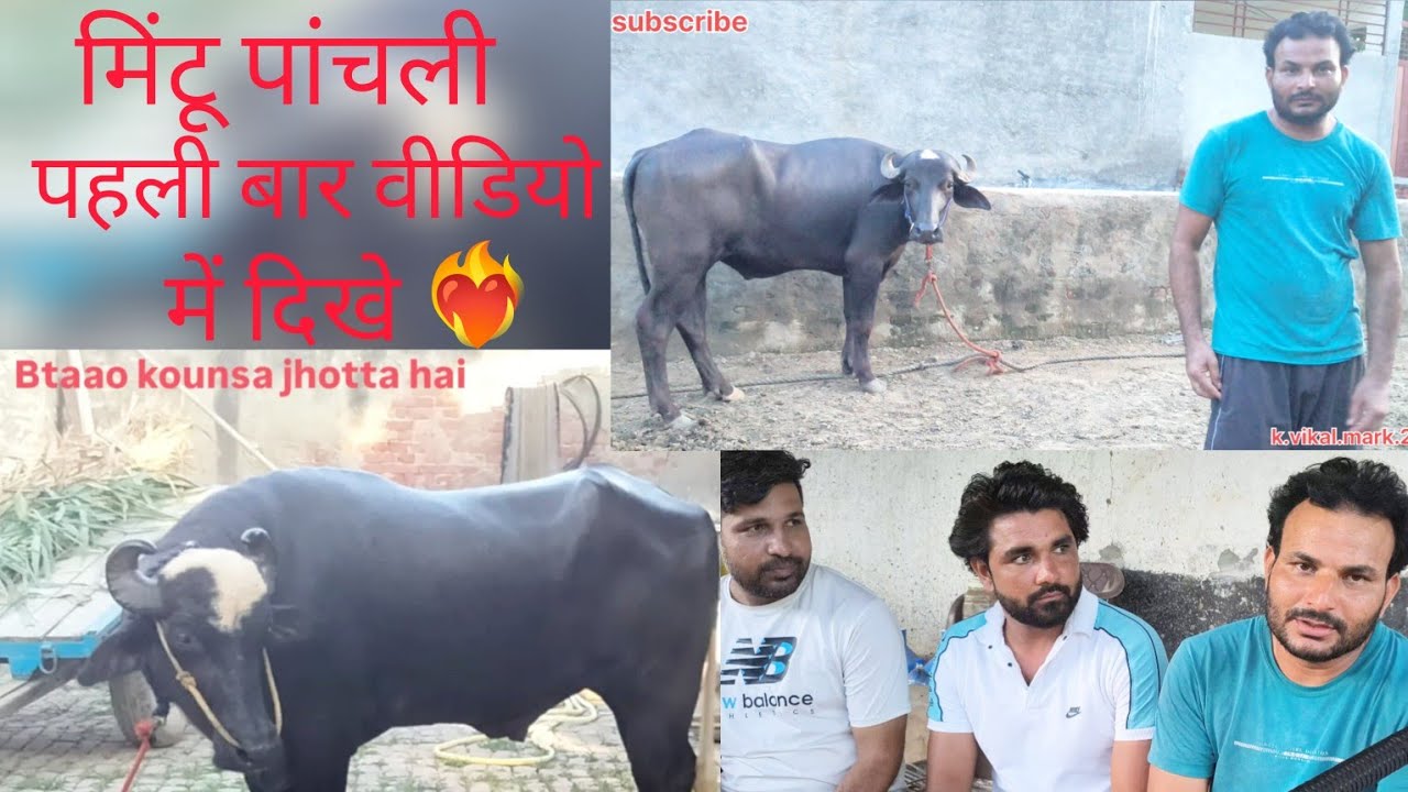 मिंटू पांचली पहली बार वीडियो में अपने पखाले को लेकर बोले (mintu panchli jhotta rece ) 
