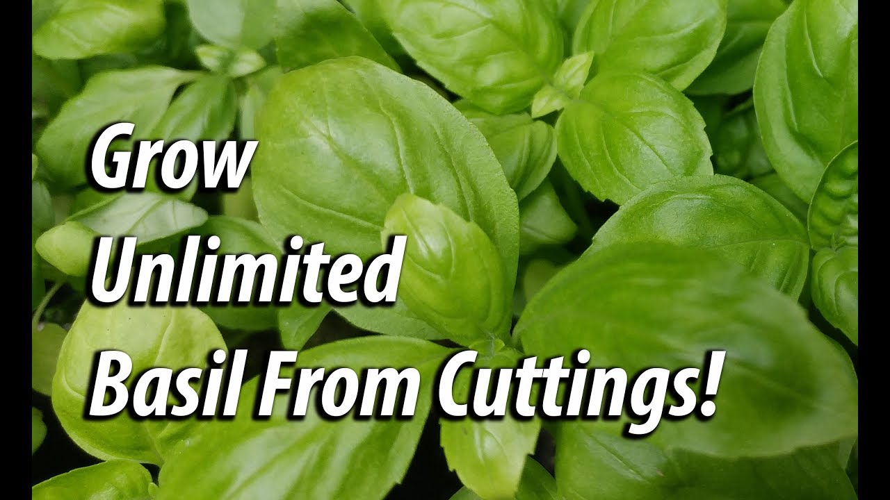 How To Grow Unlimited Basil From Cuttings (2019)
