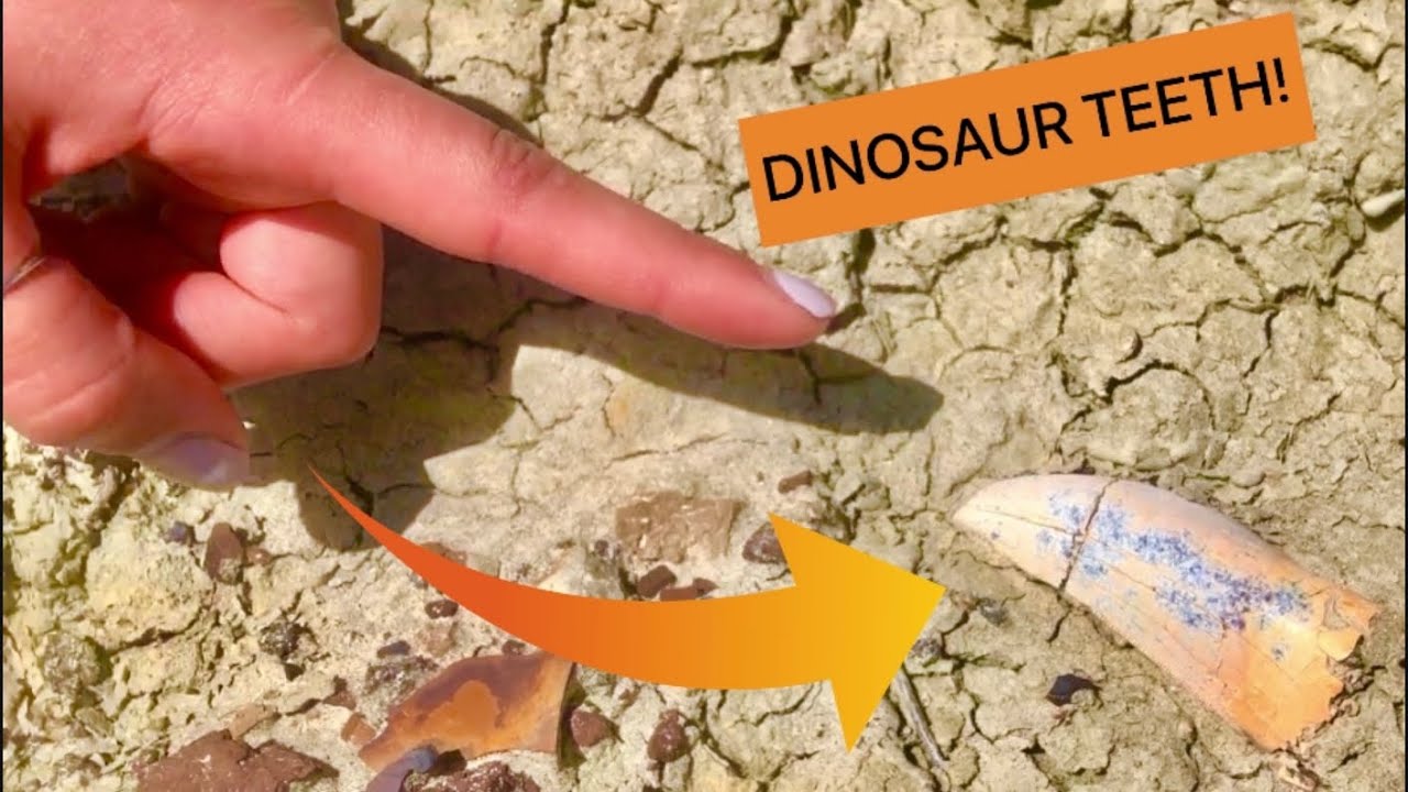 PHT Ep: 01 Tyrannosaur Teeth. Finding dinosaur teeth while fossil hunting in the badlands.