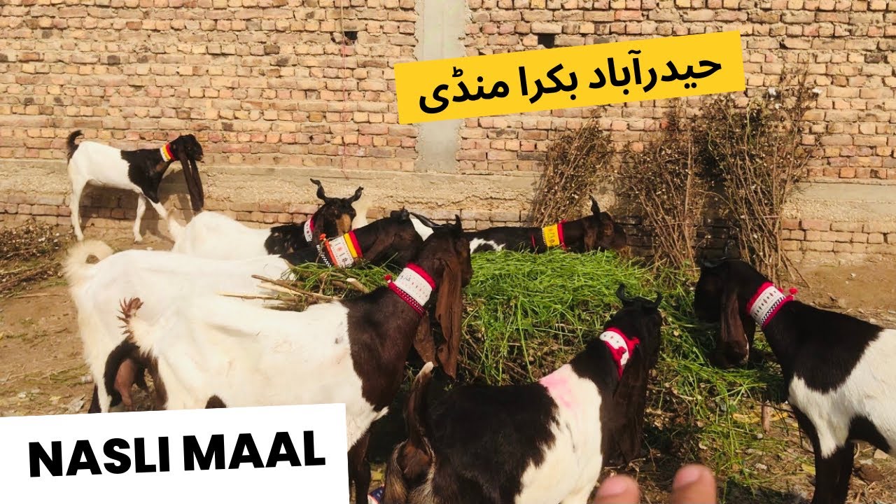 Hyderabad Bypass Bakra Mandi Latest Update ❤️