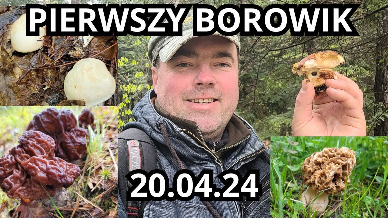 PIERWSZY BOROWIK ORAZ PIESTRZENICA KASZTANOWATA 20.04.24