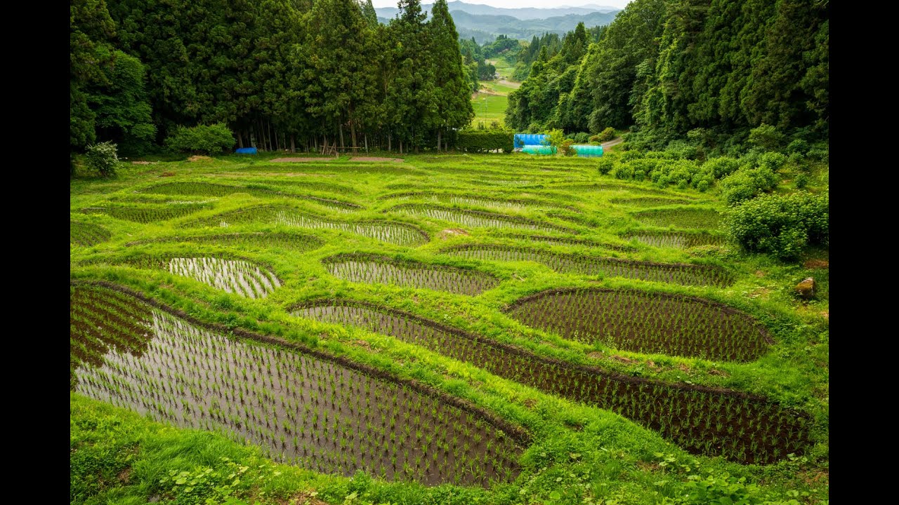 田んぼ便＠朝一便　ライブ配信 2026/02/05