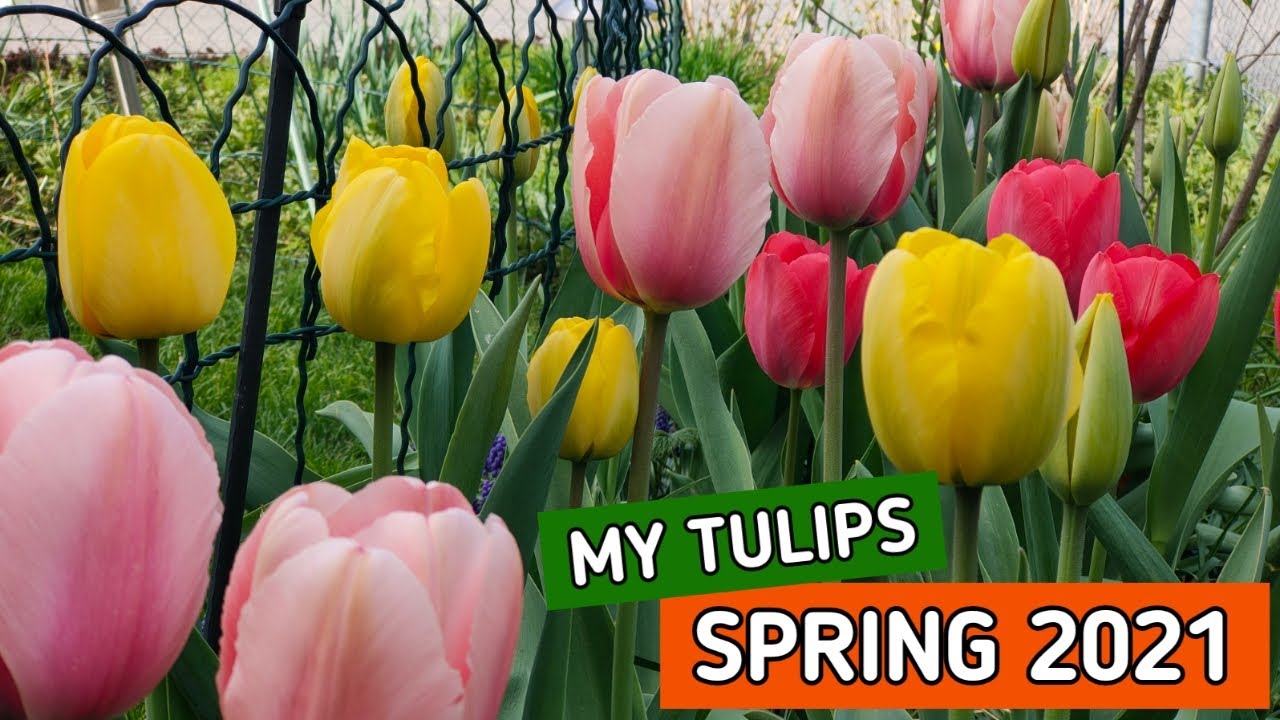 MY TULIPS | SPRING 2021 | FILIPINA IN AUSTRIA | JergStyle