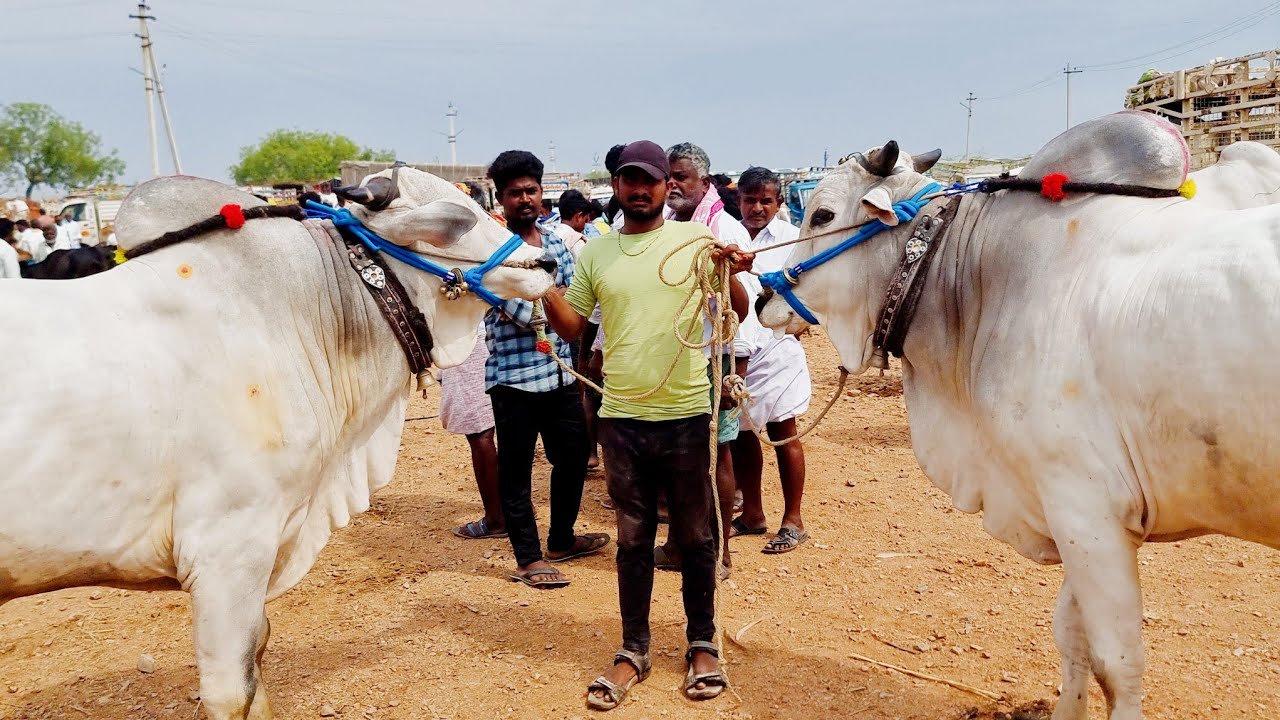 అయిజ గురువారం ఎద్దుల సంత-ieeja bulls market-oxen prices-ieeja market-ieeja cattles market in india
