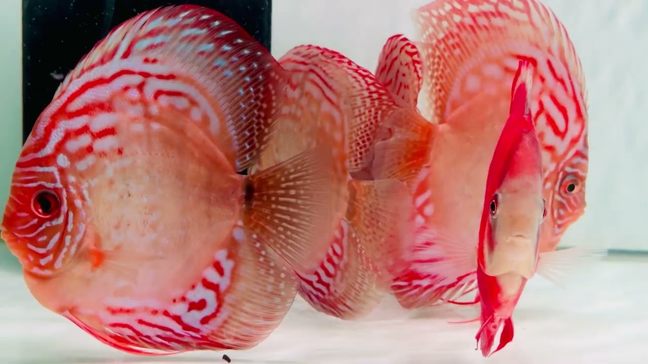 Hand selected Imported discus for sale at PVS DISCUS . #discusfish #aquarium #importedfish 