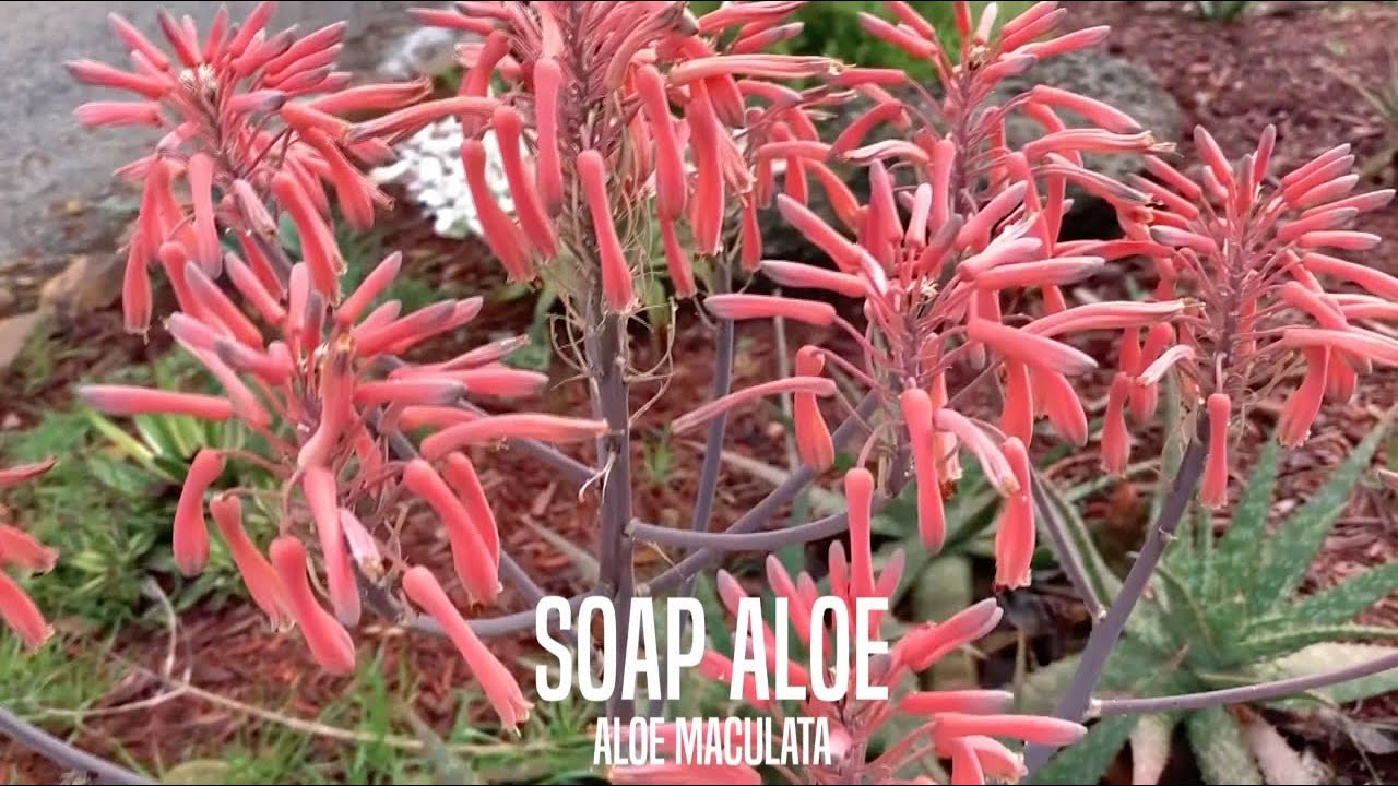 Soap Aloe Available in Jacksonville