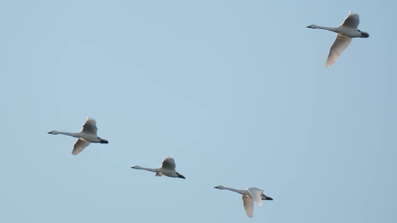 かわじまハクチョウ　ハイシーズン突入