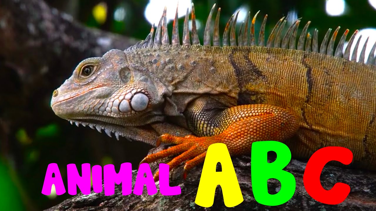 REAL ANIMAL ALPHABET ABC Phonics Song