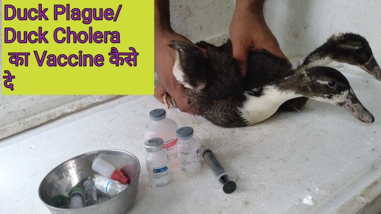 Duck Plague and Duck Cholera vaccine || Duck vaccination || Duck farming|| battak ki bimari