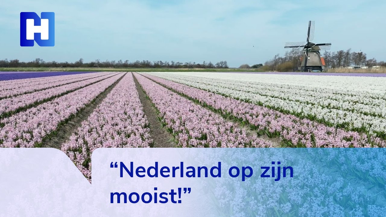 Bollenvelden eindelijk weer in bloei: paarse, witte en roze bloemenzee&euml;n