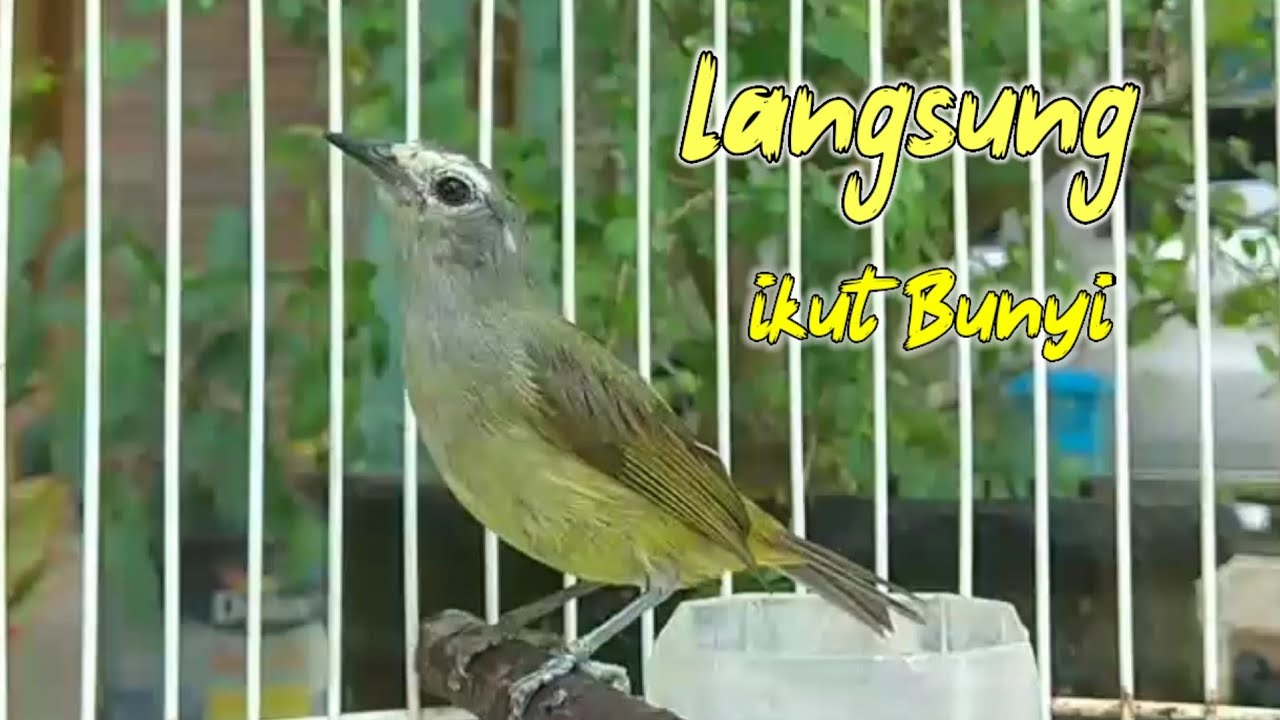 burung opior jawa gacor suara lirih cepat bikin nyaut burung opior lainnya