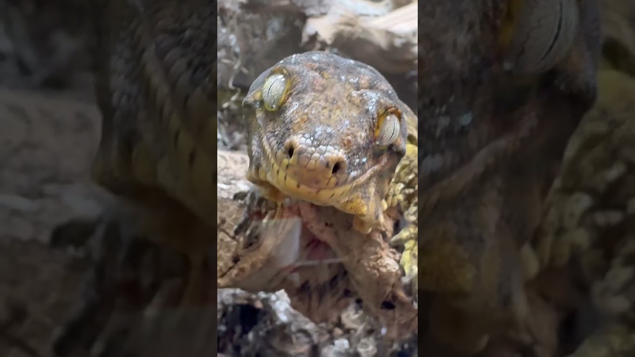 Трогдор, геккон Личианус