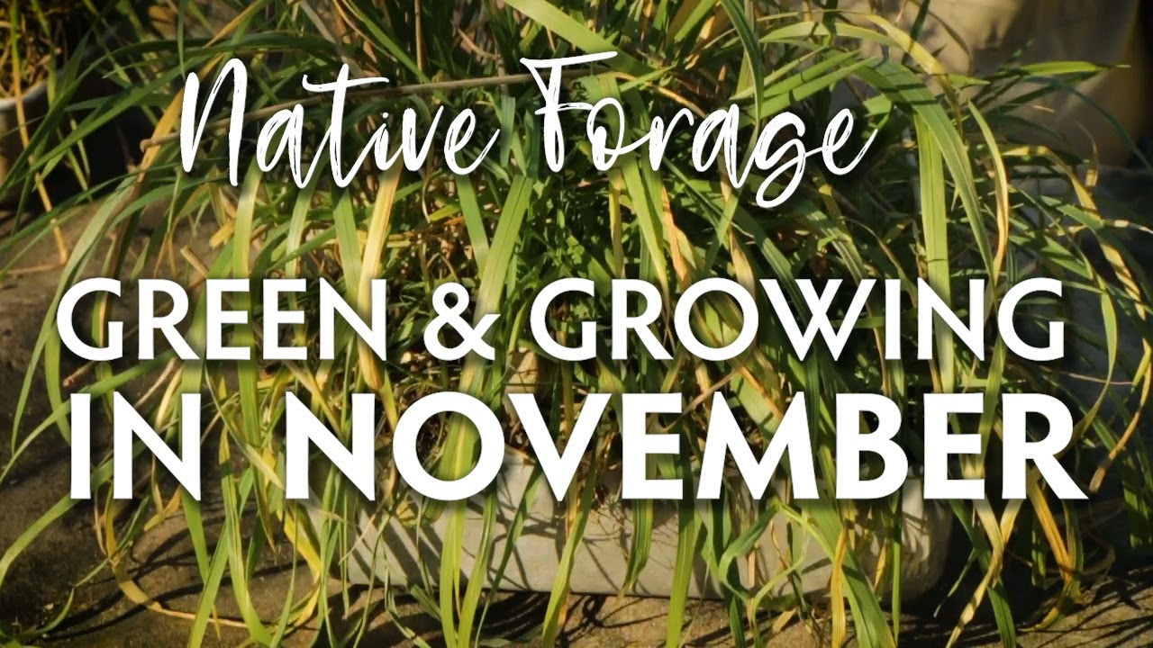 Native Cool Season Grasses for Winter Pasture