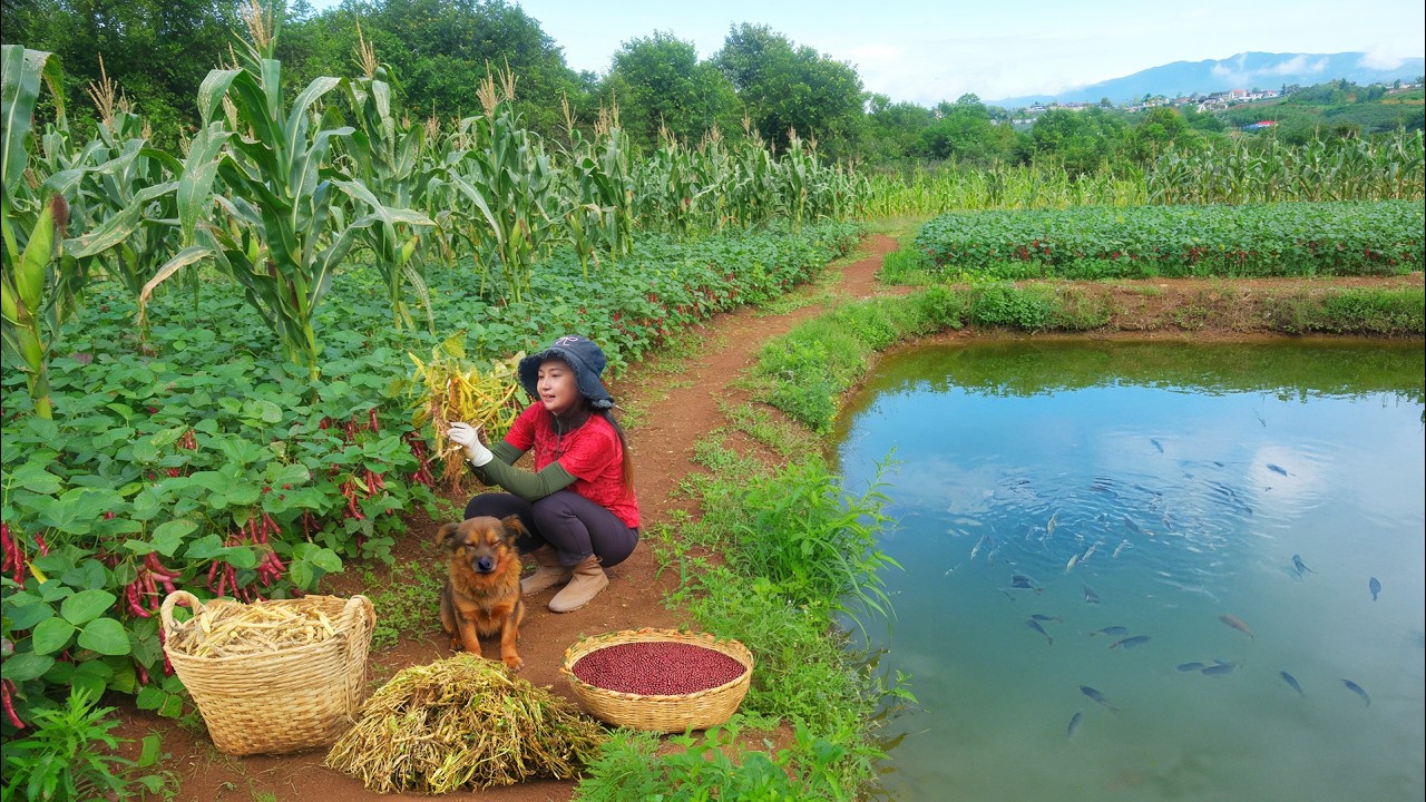 Harvest Red Beans To Cook 200 Cups Of Sweet Red Bean Soup To Sell At The Market – Clean  Fish Pond