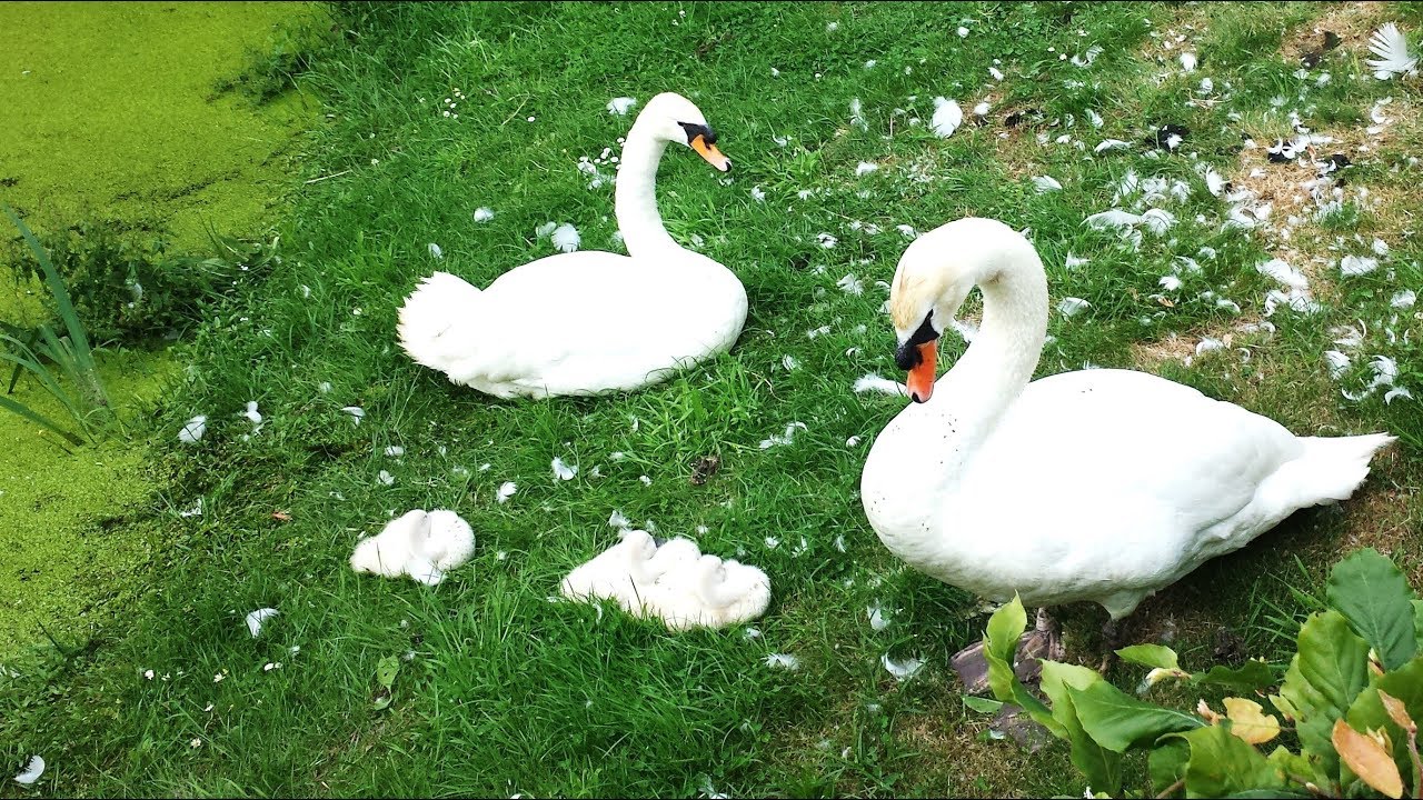 Goose Гуси Утки и Гусятки Ganzen Eenden Geese Ducks