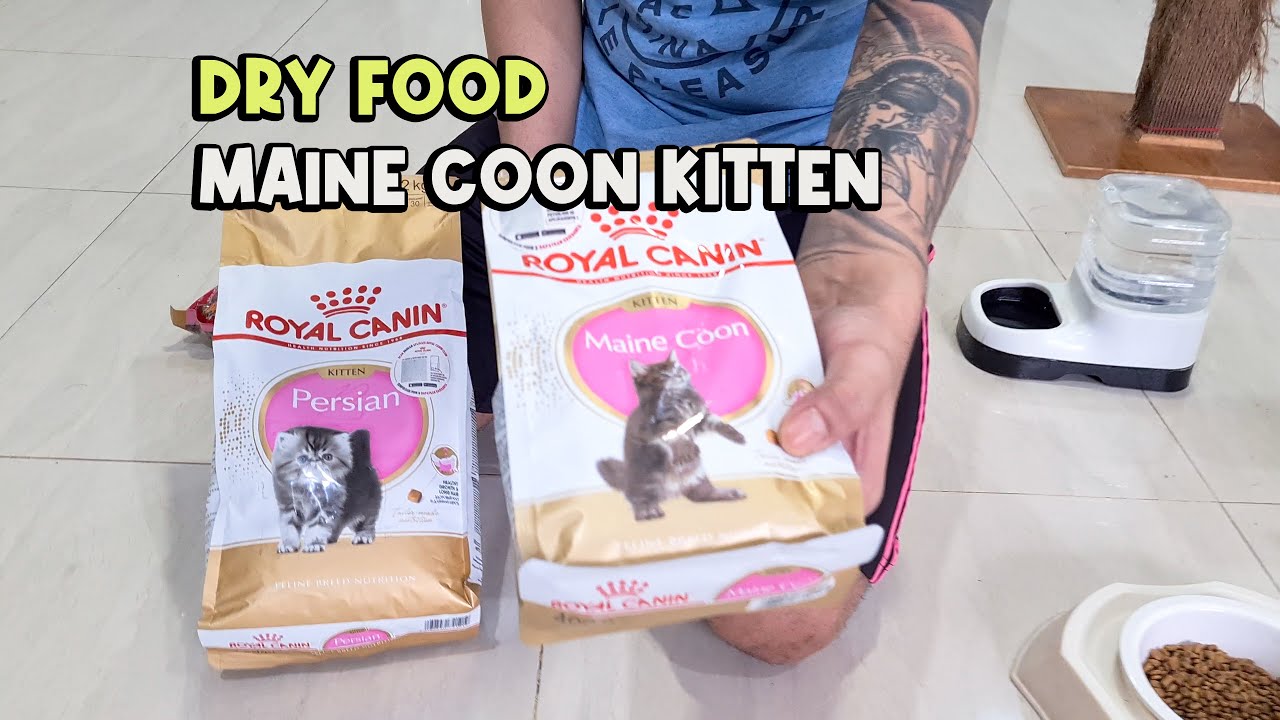 3 Rekomendasi Makanan Maine Coon Kitten