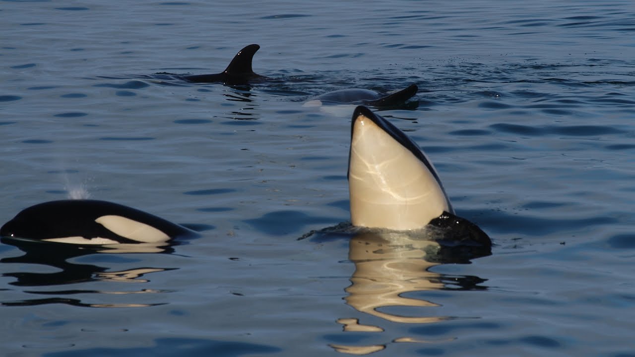 Orca Whale Watching in Island | Schwertwale in Westisland