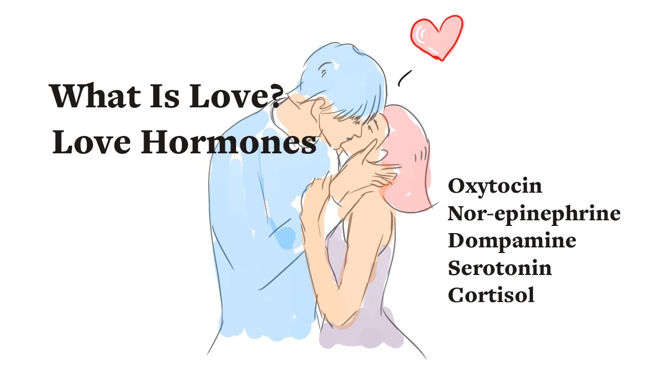 Что такое любовь? Окситоцин и другие гормоны любви!